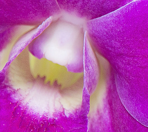 Орхидея Фиолетовая